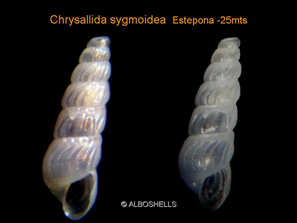 Crysallida sigmoidea